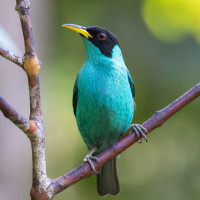 Green Honeycreeper